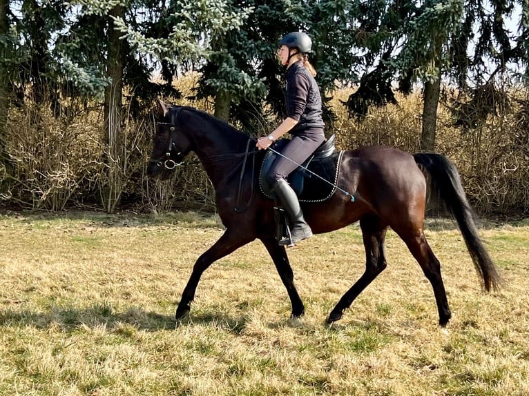 Angloarab Shagya Klacz 5 lat 157 cm Kara in Wolfenbüttel
