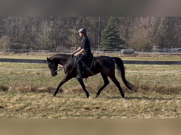 Angloarab Shagya Klacz 5 lat 157 cm Kara in Wolfenbüttel