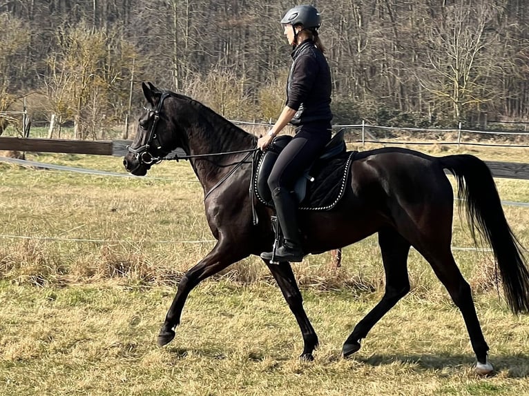 Angloarab Shagya Klacz 5 lat 157 cm Kara in Wolfenbüttel