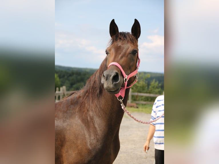 Angloarab Shagya Klacz 7 lat 154 cm Ciemnogniada in Neuhaus in der Wart