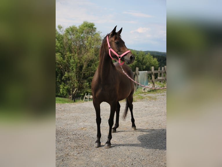 Angloarab Shagya Klacz 7 lat 154 cm Ciemnogniada in Neuhaus in der Wart