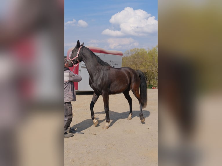 Angloarab Shagya Klacz 7 lat 156 cm Kara in Neuhaus in der Wart