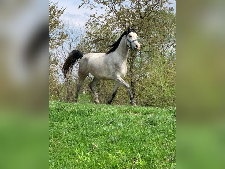 Angloarab Shagya Klacz 7 lat 156 cm Siwa in Tornala