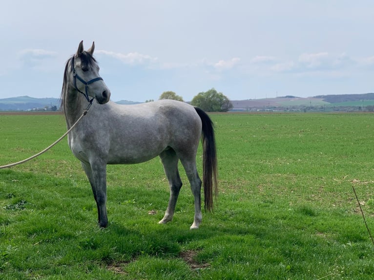 Angloarab Shagya Klacz 7 lat 156 cm Siwa in Tornala