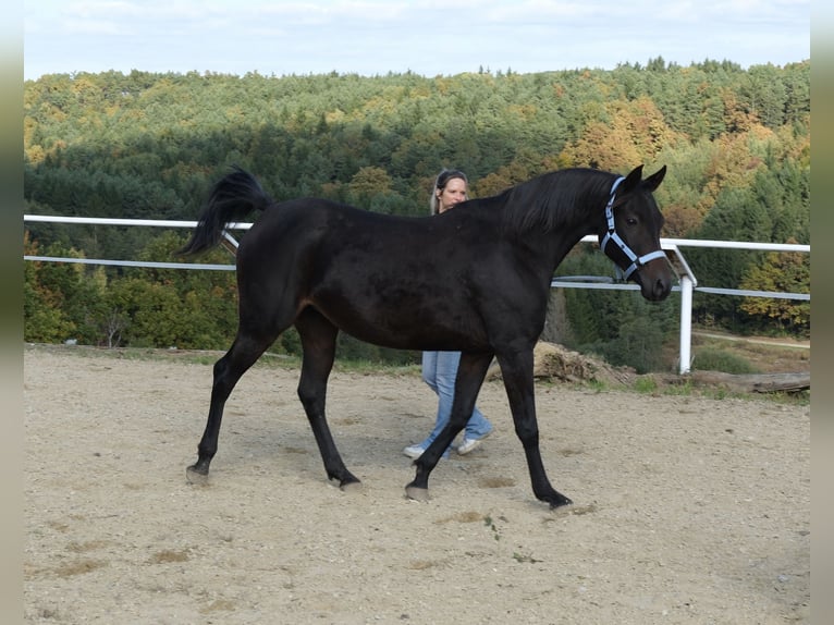Angloarab Shagya Klacz 8 lat 154 cm Ciemnogniada in Neuhaus in der Wart