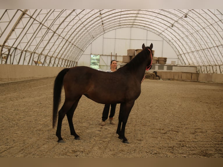 Angloarab Shagya Klacz 8 lat 154 cm Ciemnogniada in Neuhaus in der Wart