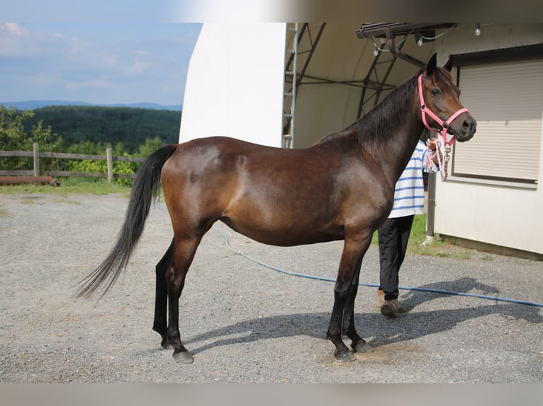 Angloarab Shagya Klacz 8 lat 154 cm Ciemnogniada in Neuhaus in der Wart