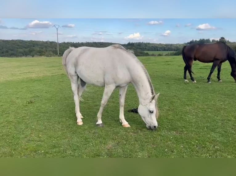 Angloarab Shagya Klacz 8 lat 154 cm Siwa in Chimay