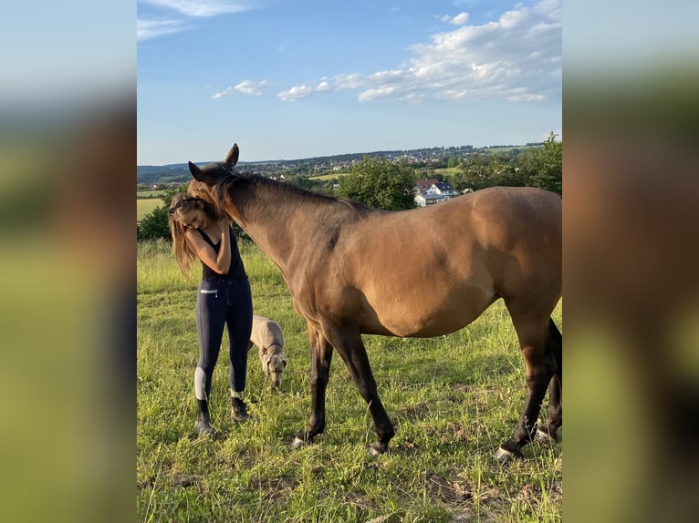 Angloarab Shagya Klacz 9 lat 152 cm Gniada in Deuerling