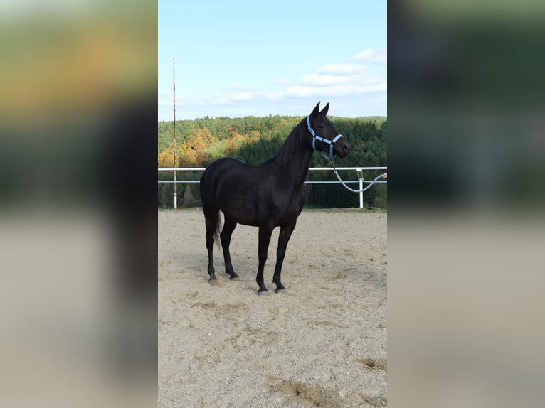 Angloarab Shagya Klacz 9 lat 153 cm Ciemnogniada in Neuhaus in der Wart