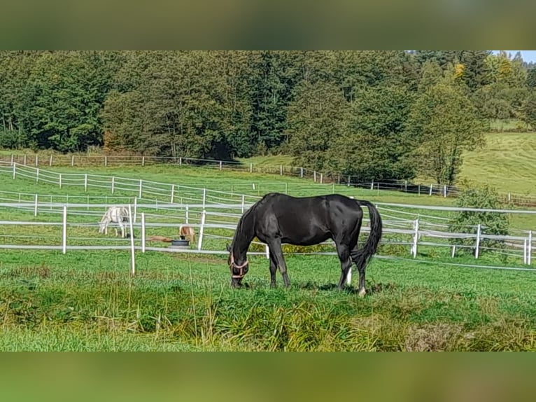 Angloarab Shagya Ogier 16 lat 152 cm Kara in Tiefenbach