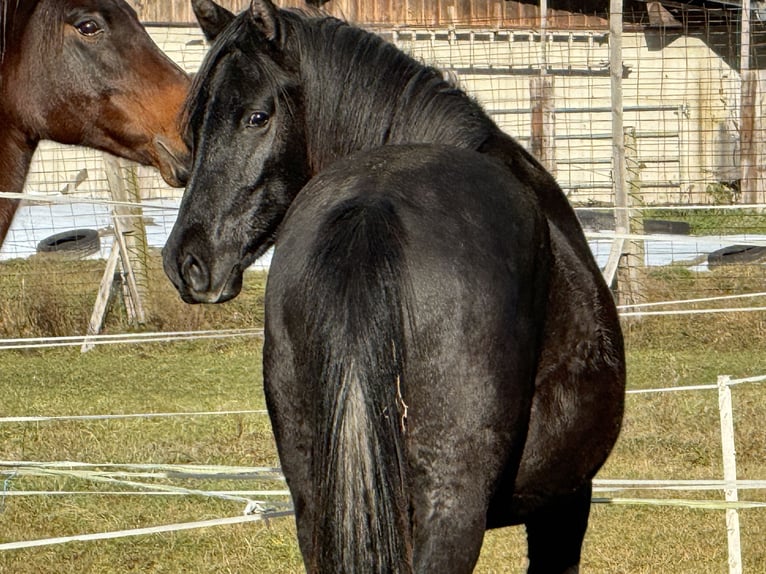 Angloarab Shagya Ogier 1 Rok 154 cm Siwa in Lind im Drautal