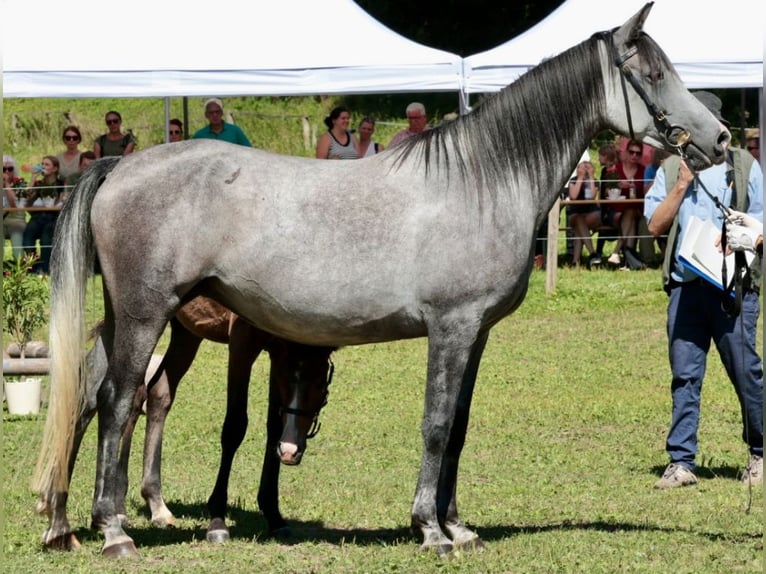 Angloarab Shagya Ogier 1 Rok 157 cm Może być siwy in Rotenburg an der Fulda