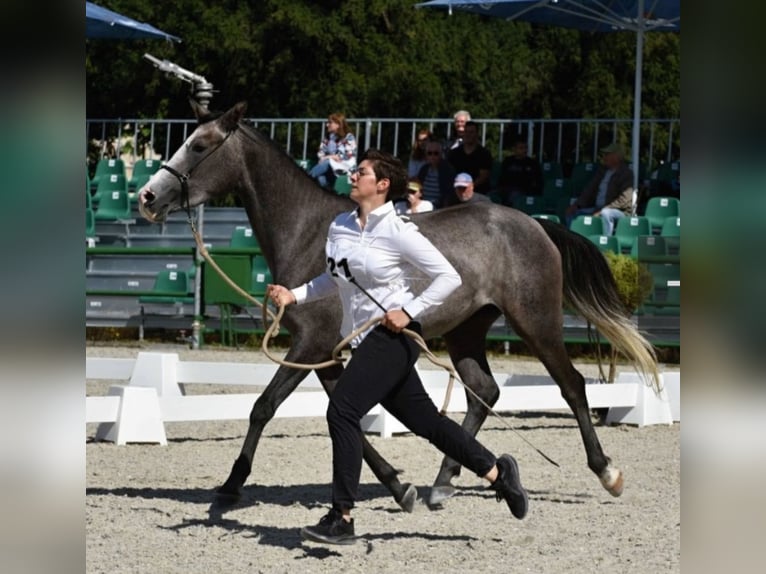 Angloarab Shagya Ogier 1 Rok 157 cm Może być siwy in Rotenburg an der Fulda