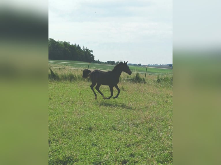 Angloarab Shagya Ogier 1 Rok Gniada in Tiefenbach