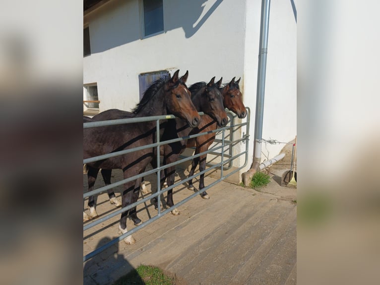 Angloarab Shagya Ogier 1 Rok Gniada in Tiefenbach