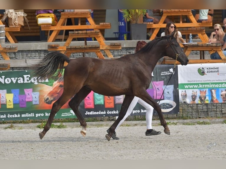 Angloarab Shagya Ogier 1 Rok Kara in Kladruby