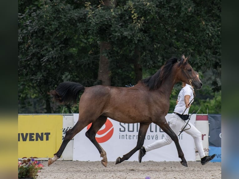 Angloarab Shagya Ogier 1 Rok Siwa in Plzen