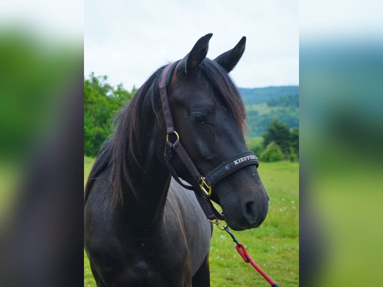 Angloarab Shagya Ogier 2 lat 155 cm Może być siwy in Rotenburg an der Fulda