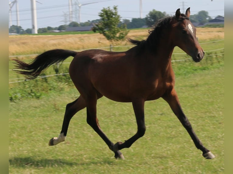 Angloarab Shagya Ogier 2 lat 157 cm Gniada in Neuenbrook