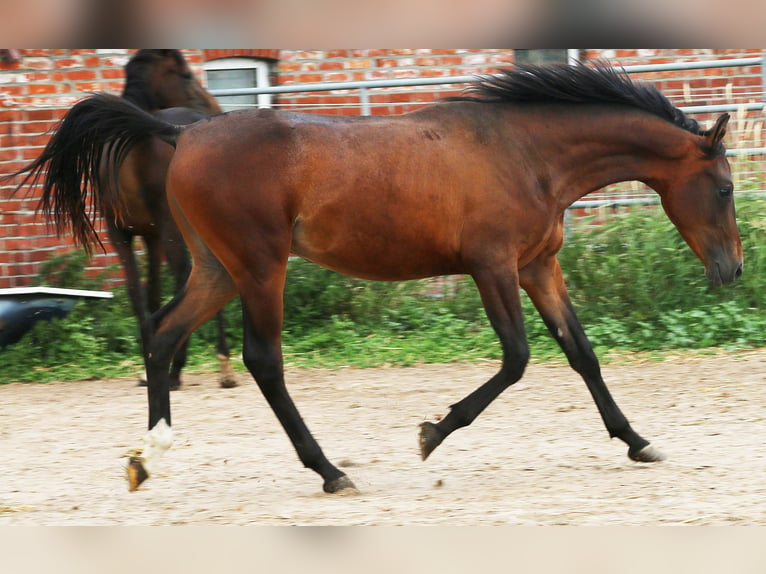 Angloarab Shagya Ogier 2 lat 157 cm Gniada in Schönwalde-Glien OT Wansdorf