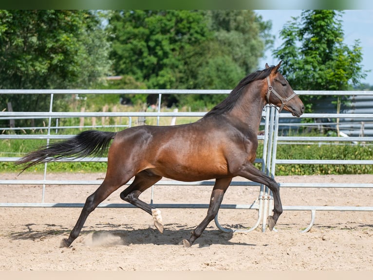 Angloarab Shagya Ogier 2 lat 157 cm Gniada in Schönwalde-Glien OT Wansdorf