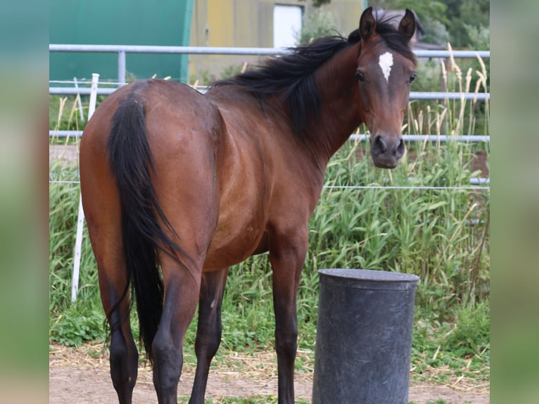 Angloarab Shagya Ogier 2 lat 157 cm Gniada in Schönwalde-Glien OT Wansdorf