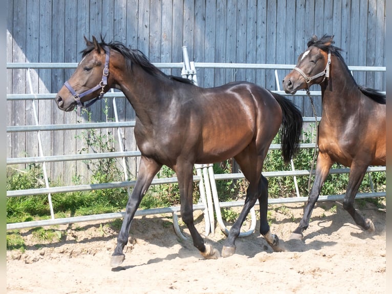 Angloarab Shagya Ogier 2 lat 160 cm Gniada in Neuenbrook