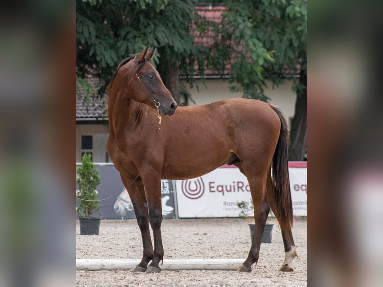 Angloarab Shagya Ogier 2 lat Gniada in Plzen