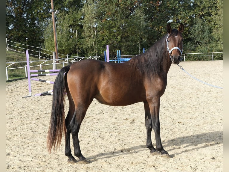Angloarab Shagya Ogier 3 lat 160 cm Gniada in Neuhaus in der Wart