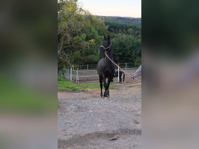 Angloarab Shagya Ogier 3 lat 160 cm Siwa in Neuhaus in der Wart