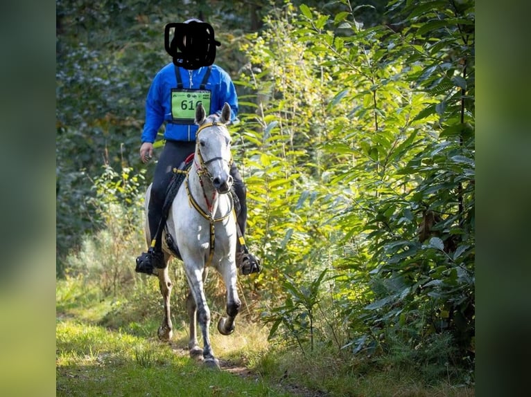 Angloarab Shagya Ogier Gniada in Rotenburg an der Fulda