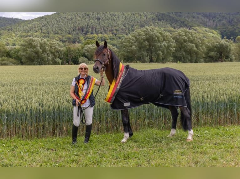 Angloarab Shagya Ogier Gniada in Rotenburg an der Fulda