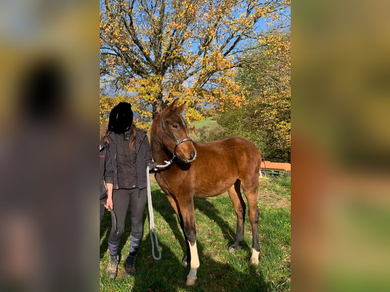 Angloarab Shagya Ogier Siwa in Rotenburg an der Fulda