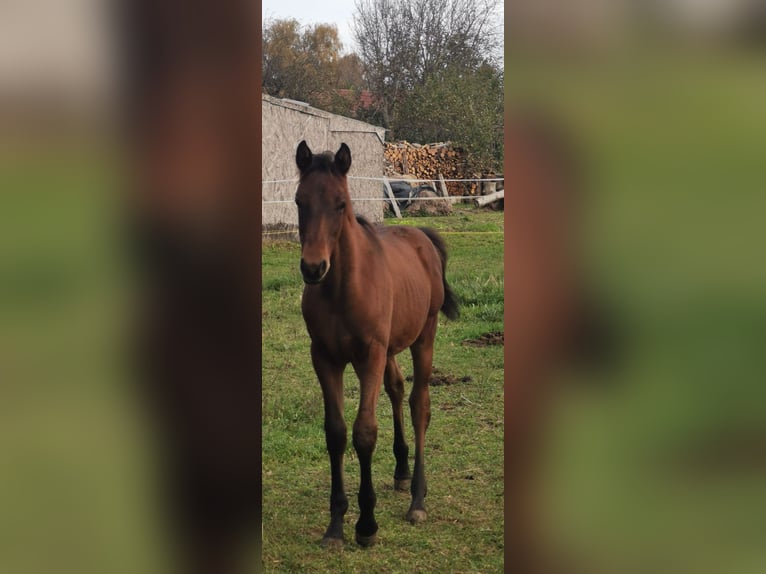 Angloarab Shagya Ogier Źrebak (06/2024) 135 cm Gniada in Gyóró