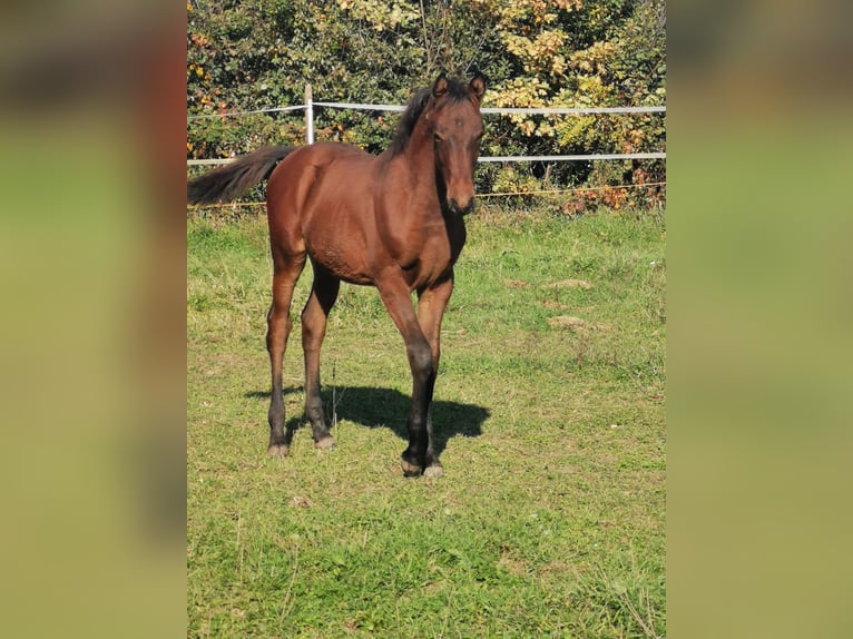 Angloarab Shagya Ogier Źrebak (06/2024) 135 cm Gniada in Gyóró