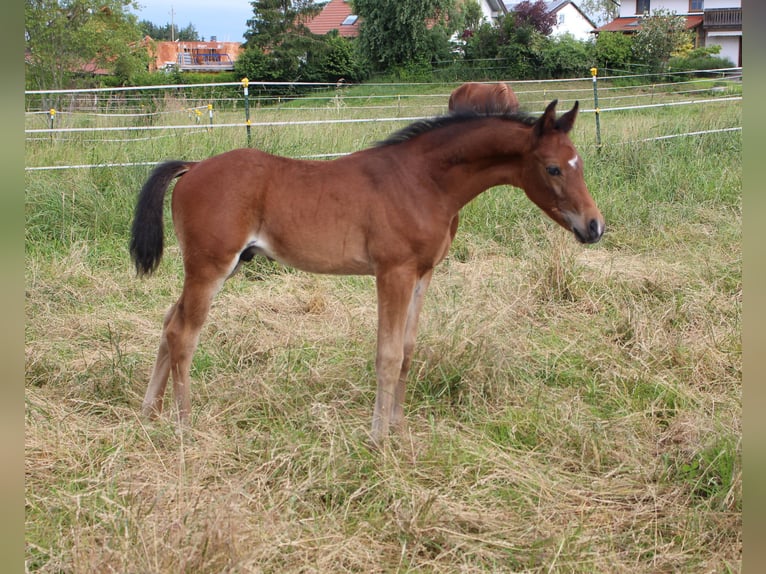 Angloarab Shagya Ogier Źrebak (05/2024) Gniada in Tiefenbach