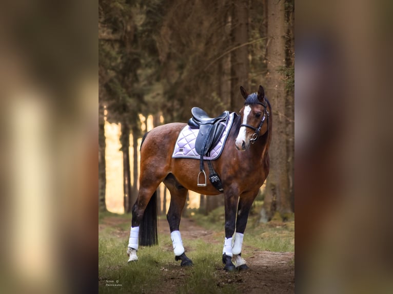 Angloarab Shagya Wałach 10 lat 158 cm Gniada in GroßschönauGroßschönau