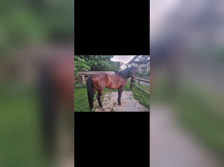 Angloarab Shagya Wałach 10 lat 160 cm Ciemnogniada in Schöllkrippen