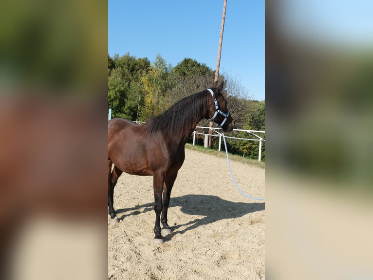 Angloarab Shagya Wałach 13 lat 160 cm Gniada in Neuhaus in der Wart