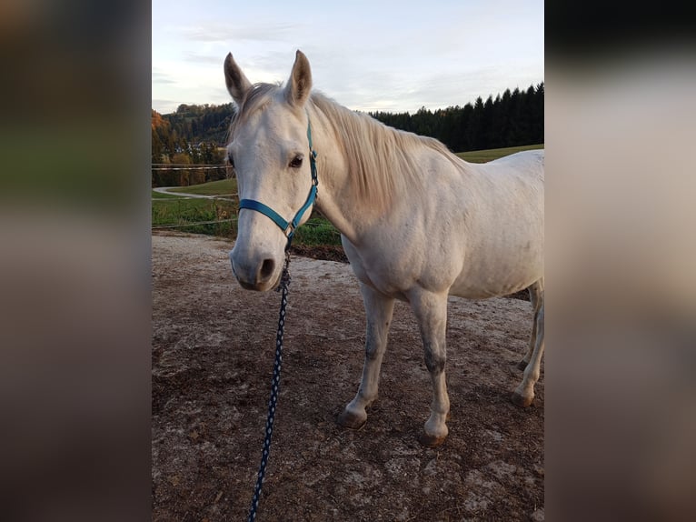 Angloarab Shagya Wałach 13 lat 164 cm Siwa in Ettenberg 7