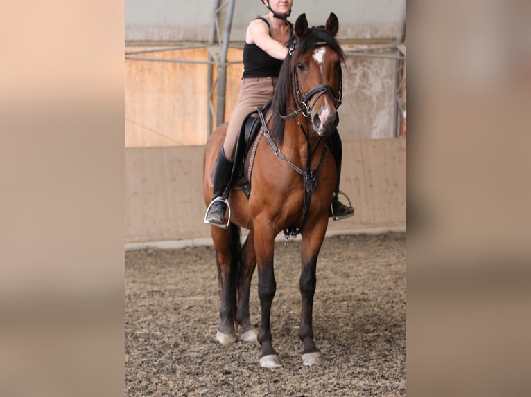 Angloarab Shagya Wałach 16 lat 150 cm Gniada in Neuhaus in der Wart