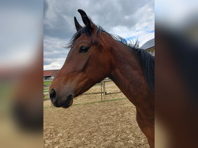 Angloarab Shagya Wałach 2 lat Gniada in Tiefenbach