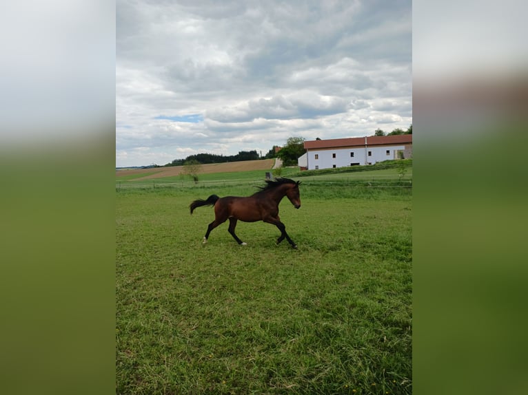 Angloarab Shagya Wałach 2 lat Gniada in Tiefenbach