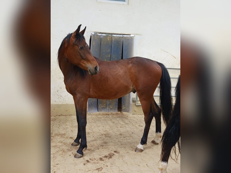 Angloarab Shagya Wałach 2 lat Gniada in Tiefenbach