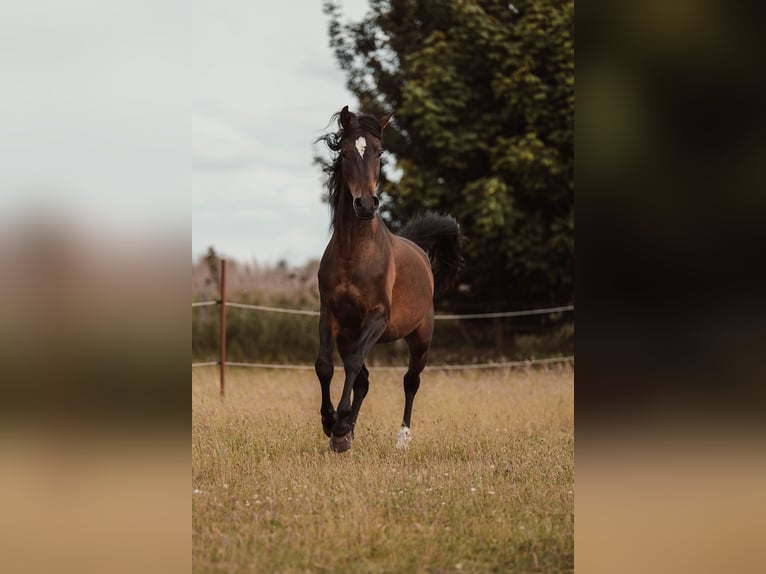 Angloarab Shagya Wałach 3 lat 157 cm Gniada in Sch&#xF6;nwalde-Glien OT Wansdorf