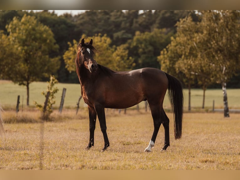 Angloarab Shagya Wałach 3 lat 157 cm Gniada in Sch&#xF6;nwalde-Glien OT Wansdorf