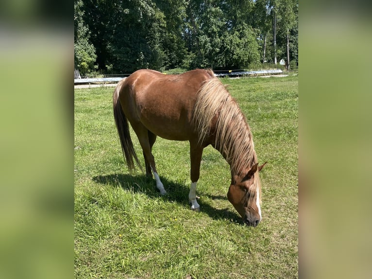 Angloarab Shagya Wałach 4 lat 152 cm Kasztanowata in Pettenbach