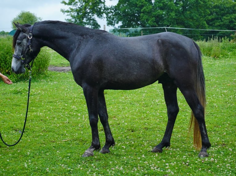 Angloarab Shagya Mix Wałach 4 lat 157 cm Może być siwy in Rotenburg an der Fulda Angloarab Shagya Mix Wałach 4 lat 157 cm Może być siwy in Rotenburg an der Fulda