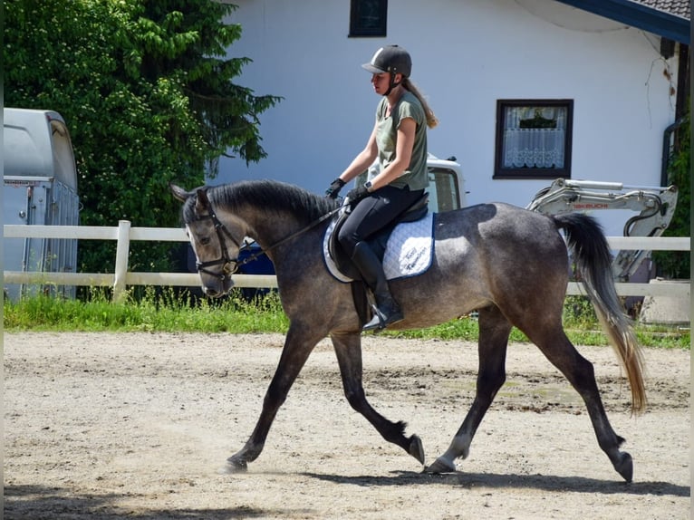 Angloarab Shagya Wałach 4 lat 160 cm Siwa in Mauerkirchen